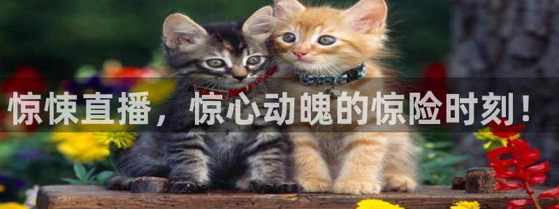 熊猫体育平台官网：惊悚直播，惊心动魄的惊险时刻！